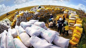Vietnam exports 1.5 million tons of rice to Philippines