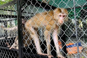 Vu Quang National Park receives rare species of monkeys