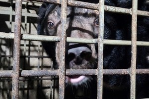 Two Tibetan bears brought to Tam Dao National Park from Binh Duong Province