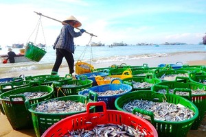 200-year-old traditional fish sauce village enters peak production period