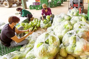 HCMC develops safe food supply chains