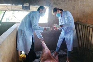 Domestic pig farmers effort to prevent spread of African swine fever