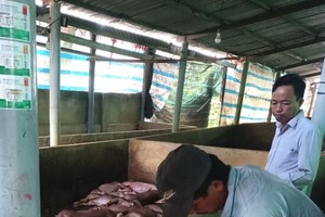 African swine fever spreads to 8 out of 11 districts in Tien Giang Province