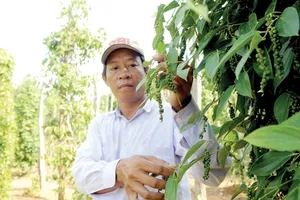Pepper, durian farmers need to protect crops from unseasonal rains