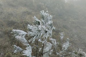 Thick layer of ice, frost cover tree branches in Mu Cang Chai forest
