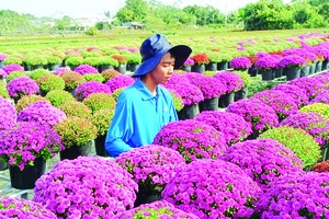 Flower villages nationwide busy with Tet crops