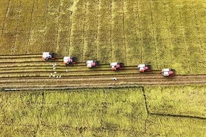 Rice export soars to record high in 2023