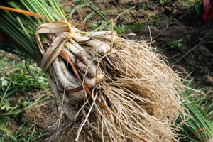 Cu Kieu-growing farmers in Quang Ngai worry about sharp drop in price