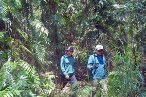Over 21,000 ha of forest in Ca Mau Province at high risk of wildfire