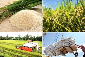 Rice sector needs stronger linkage chain