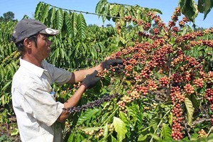 Coffee exporters, purchasers concerned amid surge in raw prices