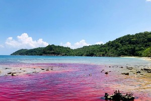 Red tide seen in waters of Tho Chau Island, Kien Giang Province