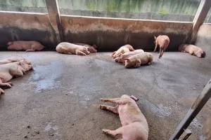 Additional 100 pigs infected with African swine fever in Ha Tinh