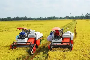 Around US$2.7 bln needed to carry out 1 million ha high-quality rice project