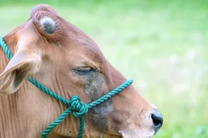 Quang Tri urges preventive measures against foot-and-mouth disease spreads