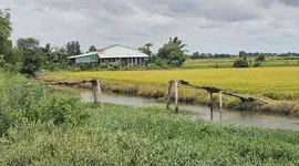 High tides, downpours cause erosion, water-logging across Mekong Delta