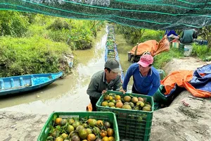 Traders not eager to purchase oranges despite price plummeting to record low