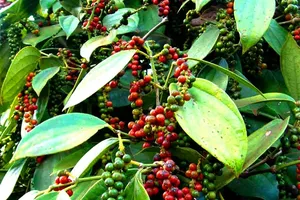 Vietnam's pepper exports exceed US$1.1 billion in first ten months of 2024