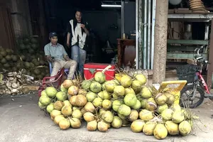 Prices of fresh, dried coconut in Mekong Delta soar
