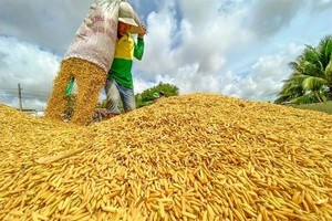 Rice exports set for rebound amid strong demand