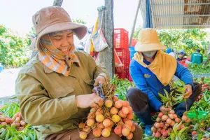 Dak Lak farmers earn high profits from bountiful lychee harvest
