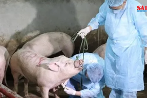 African Swine Fever outbreak detected in Vinh Long Province