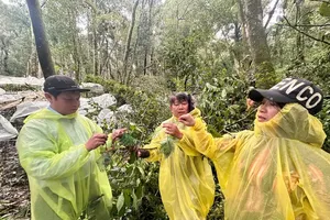 Local authorities seek support for Ngoc Linh ginseng growers following storm 