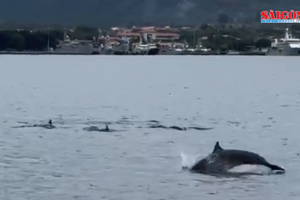 Dolphins leap above, plunge back into waters of Cam Ranh Bay