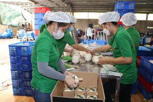 Vietnam can reach US$1.15 billion in coconut exports by end-2025