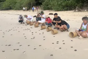 Con Dao National Park releases 120,000 baby turtles into sea