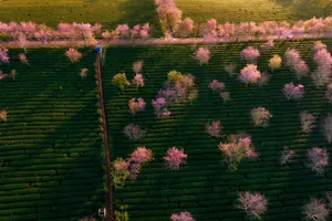 Cherry apricot blossoms blanket hills, valleys of Da Lat, welcoming new year