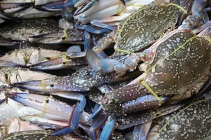VASEP warns of risks to exported seafood to the United States
