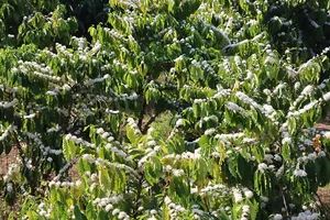 Hills in Gia Lai Province whitened by coffee flowers