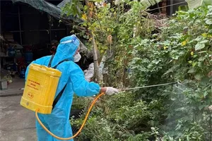 Dengue fever cases rise in wards and communes across Ho Chi Minh City