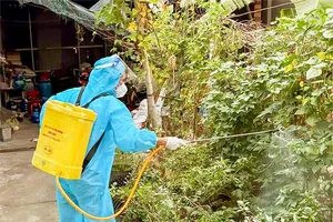 Multiple dengue fever outbreaks detected in wards, communes across HCMC