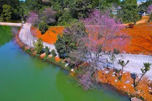 Mang Den turns pink with cherry blossom season