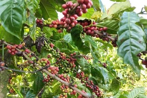 Vietnamese businesses seek partners at chocolate, coffee fair in Algeria