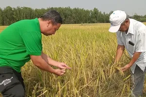 Ho Chi Minh City farmers prosper with ST25 rice
