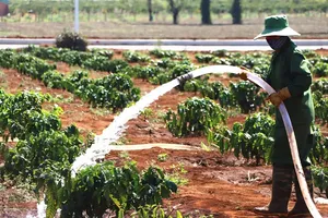 Drought-fighting efforts intensify for coffee crops in Gia Lai Province