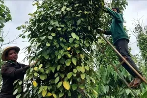 Pepper prices stay high ahead of peak 2026 harvest