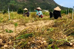 Ly Son garlic prices fall, farmers face difficult season 