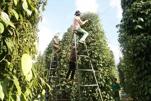 Vietnam's pepper exports reach nearly US$430 million in Q1 2026