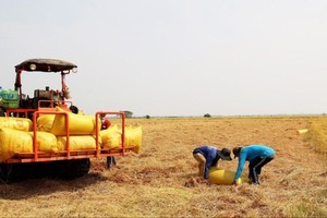 Vietnam seeks to expand rice export markets