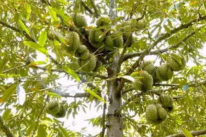 Durian prices in Dong Thap plunge over 50 percent in just one week