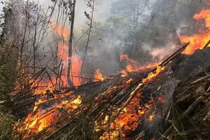 Numerous localities suffer from severe heatwave with rising forest fire risks