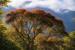 Bach Ma National Park emerges as crown jewel of ASEAN nature