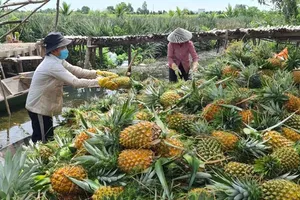 Dong Thap farmers adapt to rising costs and drought
