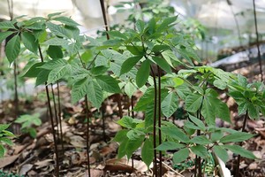 Da Nang targets brand development for Ngoc Linh ginseng