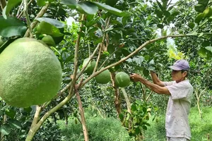 Vietnamese fruits reach new export milestones