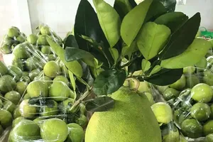 Vietnamese pomelo transforms from local specialty to global export product